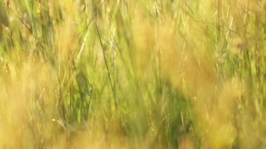 Çiçekli sivri arkadan aydınlatmalı batan güneşin