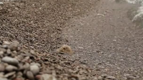 Plage de galets et eau 