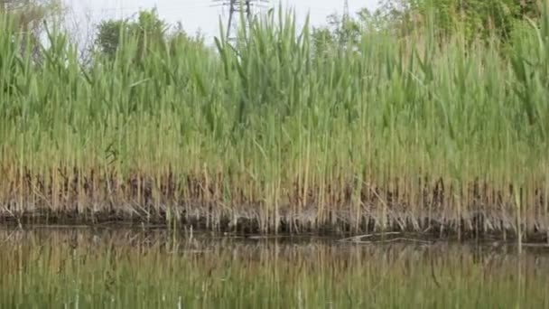 Petite rivière rurale — Video