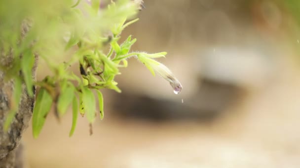 Flor con cascada — Vídeos de Stock