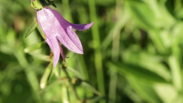 Green grass flower bell — Stock Video