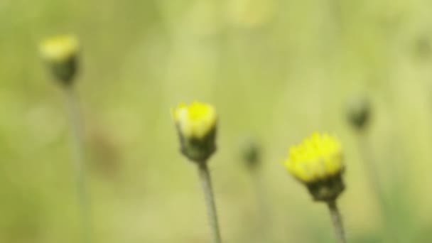 Flores amarillas largas — Vídeo de stock