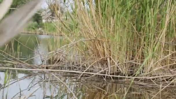 Pequeño río rural — Vídeo de stock