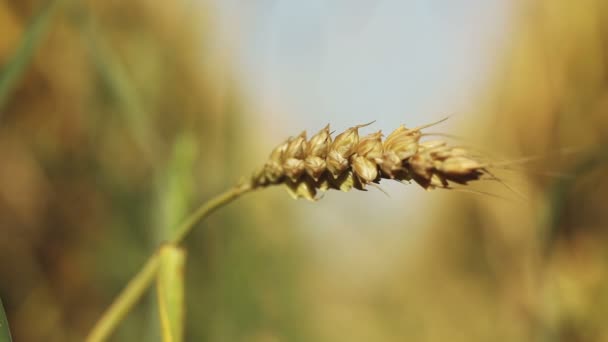 Wheat spikelets — Stock Video