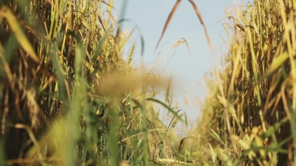 Пшеничні колоски — стокове відео