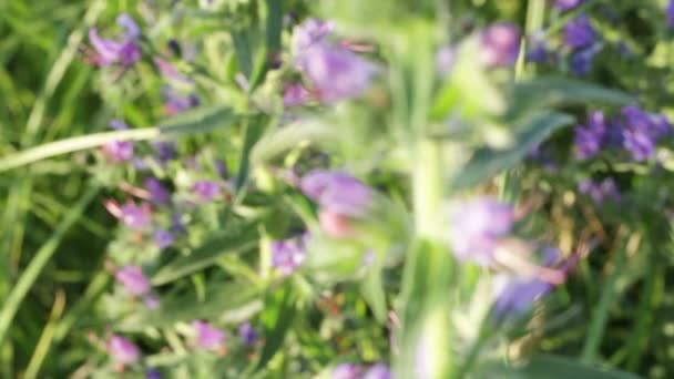 Phacelia púrpura flores silvestres — Vídeo de stock