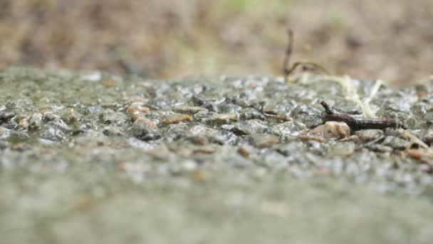 Tropfen auf Steinweg regen. — Stockvideo