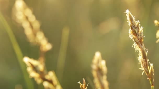 小麦的小穗 — 图库视频影像