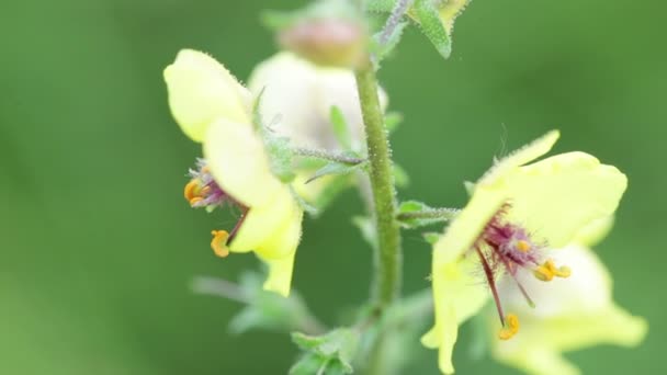 Цветочные жёлтые полевые цветы — стоковое видео