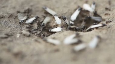 karınca yuvası karıncalar sows ile