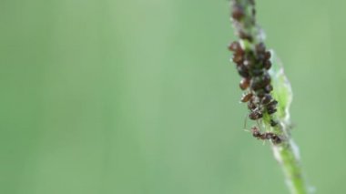 yaprak biti zararlıları sürüsü genç bitkinin kök üzerinde oturur