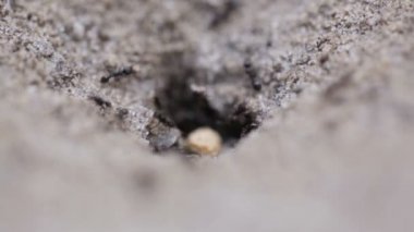 Karıncalar karınca aktif taşıma