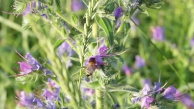 Mor çiçekler üzerinde arı