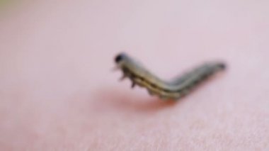 Caterpillar ciltte kaynıyor
