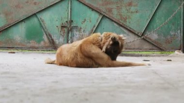 bekçi köpeği Demir zinciri