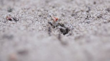 Karıncalar karınca aktif taşıma