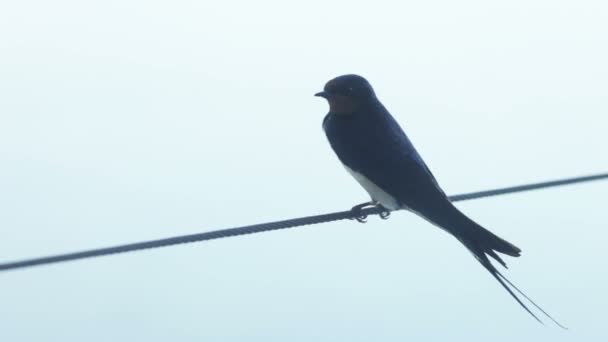 Pájaro sentado en un alambre — Vídeos de Stock