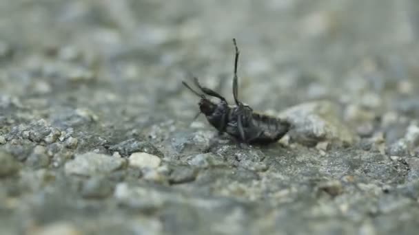 Schwarzer Käfer dreht und läuft — Stockvideo