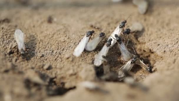 Ant nest mieren met zeugen — Stockvideo