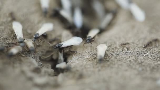 Ant nest ants with sows — Stock Video