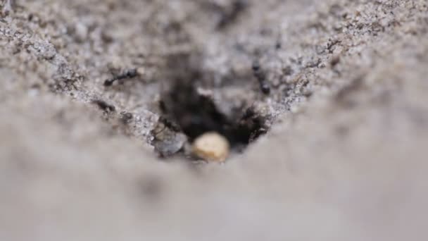Hormigas en un hormiguero en movimiento activo — Vídeos de Stock