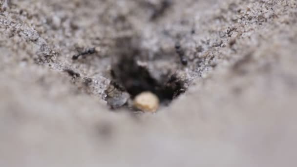 Fourmis dans une fourmilière en mouvement actif — Video