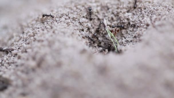 Ants in an anthill actively moving — Stock Video