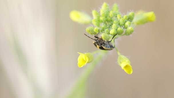 Chinche sentado en brotes de flores amarillas — Vídeos de Stock