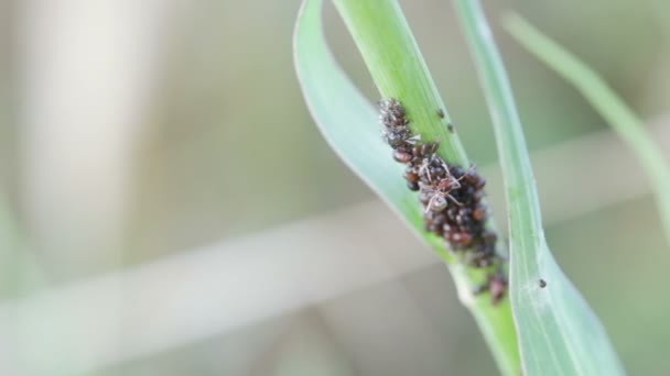 Flock of aphid pests sits on stem of young plant — Stock Video