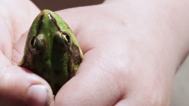 Frosch in der Hand — Stockvideo