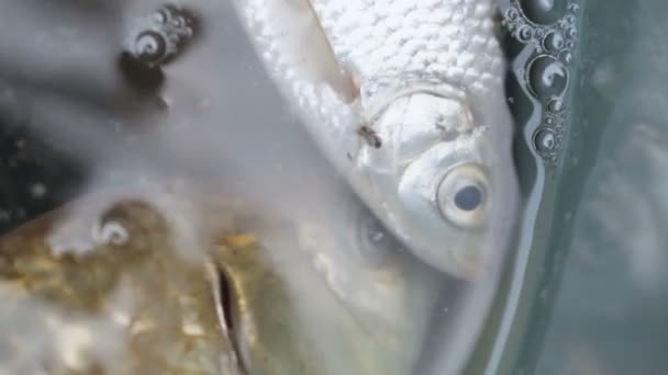 Пойманная рыба — стоковое видео