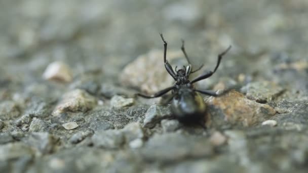 Black beetle — Stock Video