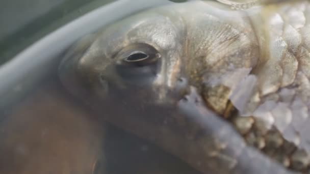 Lebende Fische gefangen — Stockvideo