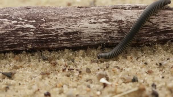Rampant sur un mille-pattes de sable mouillé 