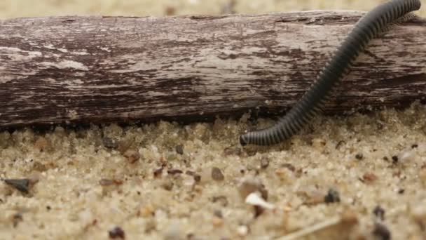 Kryper på våt sand millipede — Stockvideo