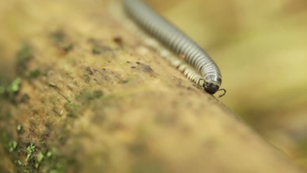 Tronc d'arbre mangeur de mille-pattes — Video