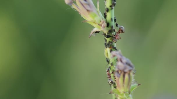 Puceron ravageur des fourmis assis sur la tige de la plante — Video
