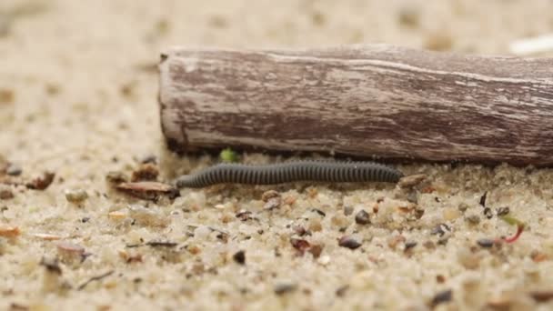 Kryper på våt sand millipede — Stockvideo