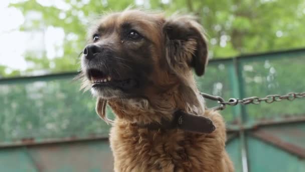 Câine de pază — Videoclip de stoc