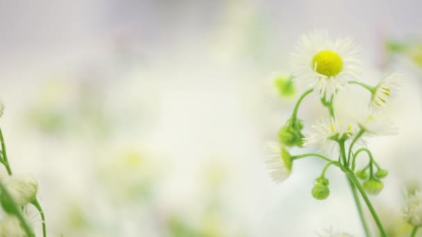 fleurs blanches sur la table de mariage 