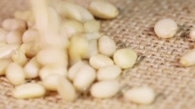 çam fıstığı yüzey dönen dağınık