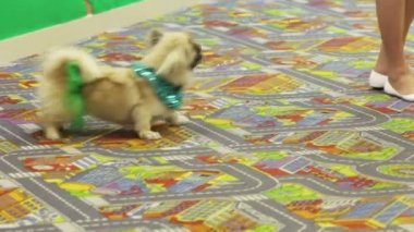 Akıllı köpek sıçramak