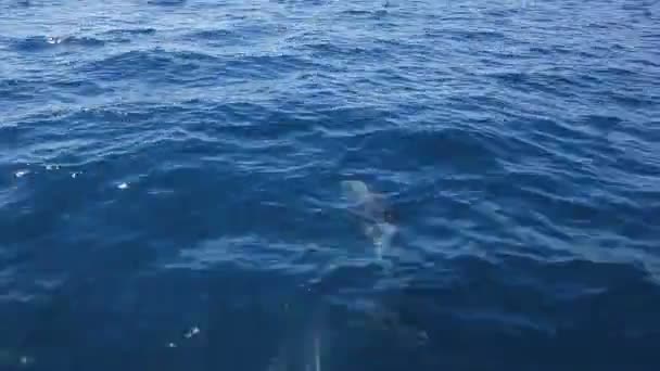 Delfín flotante — Vídeo de stock