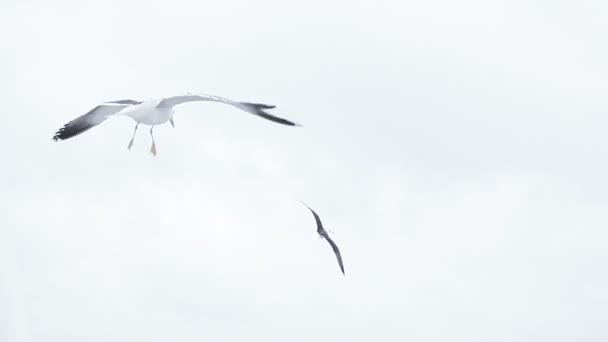 Burung camar dalam penerbangan — Stok Video