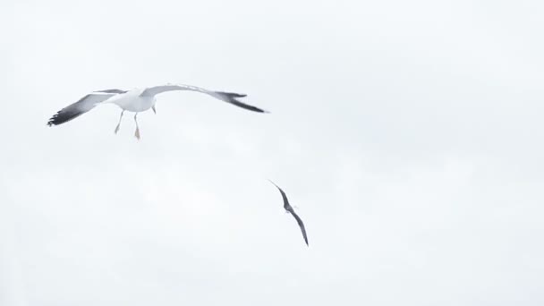 Måsen under flygning — Stockvideo