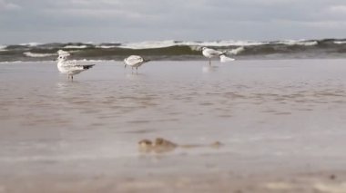 Martı Beach
