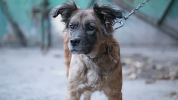 Cão-focinho — Vídeo de Stock