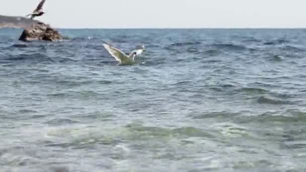Чайка на морській воді — стокове відео