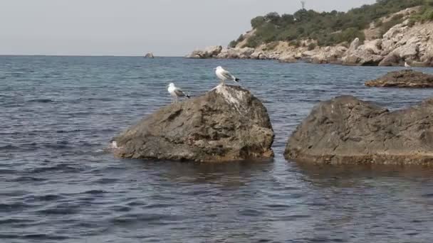 Seagulls on stones Coast — Stock Video