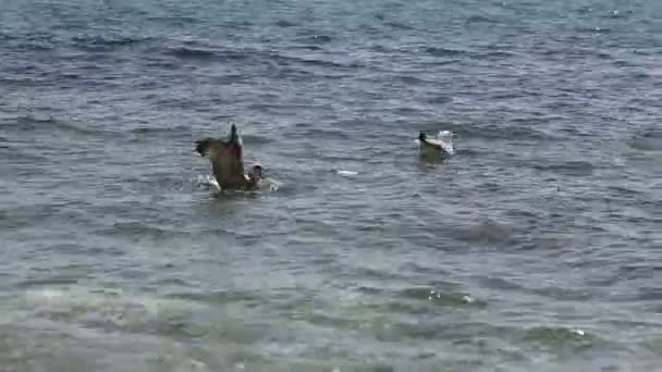 Gaviota sobre agua de mar — Vídeos de Stock